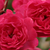 Roșu - Trandafir acoperitor - Fairy Rouge